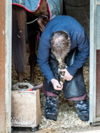 AK060423-82 - Horse having racing shoes fitted